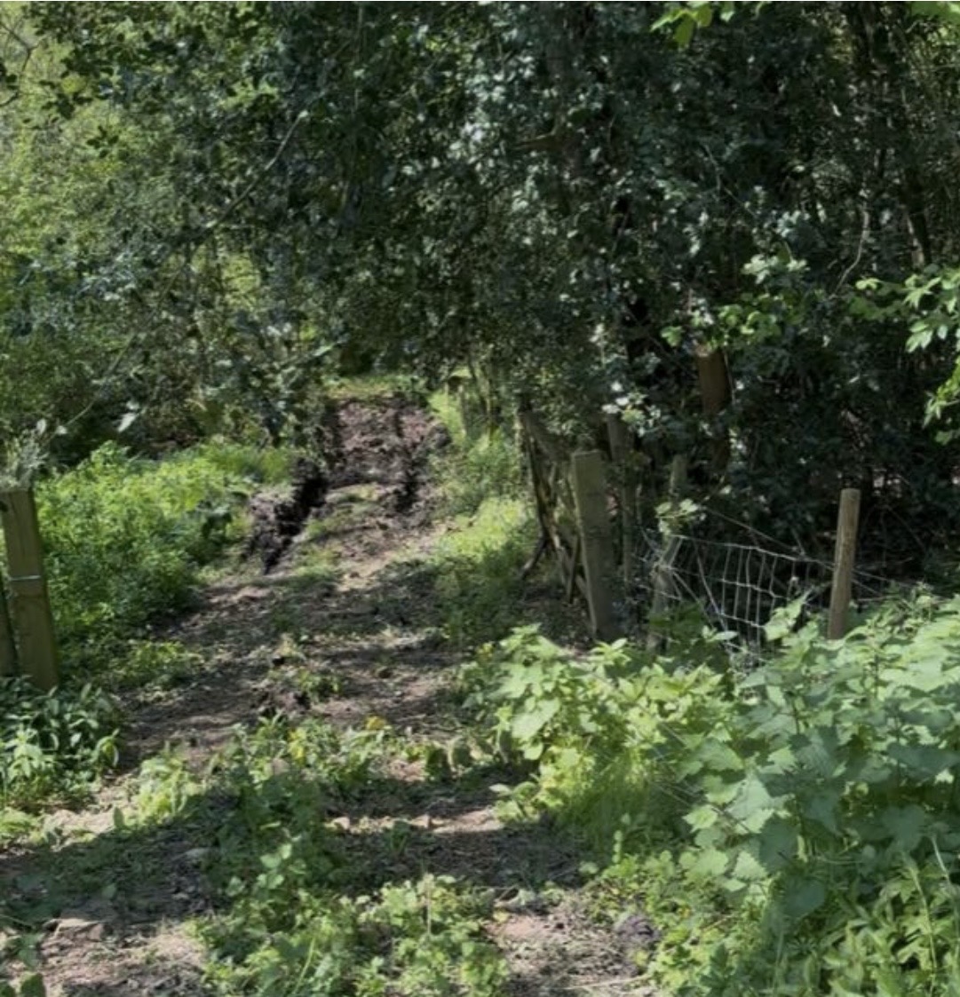 Path before construction through dense woodland